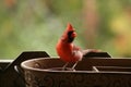 Brilliant Colourful cardinal to love Royalty Free Stock Photo